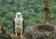 Equipe passa sete dias sob ninho de harpia na Bahia e tenta marcar filhote com GPS para acompanhar a vida em florestas fragmentadas Equipe passa sete dias sob ninho de harpia na Bahia e tenta marcar filhote com GPS para acompanhar a vida em florestas fragmentadas