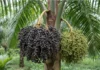 Pesquisadores da Amazônia sequenciam pela primeira vez o genoma do açaí e explicam por que frutos roxos e brancos têm cores diferentes Pesquisadores da Amazônia sequenciam pela primeira vez o genoma do açaí e explicam por que frutos roxos e brancos têm cores diferentes
