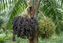 Pesquisadores da Amazônia sequenciam pela primeira vez o genoma do açaí e explicam por que frutos roxos e brancos têm cores diferentes Pesquisadores da Amazônia sequenciam pela primeira vez o genoma do açaí e explicam por que frutos roxos e brancos têm cores diferentes