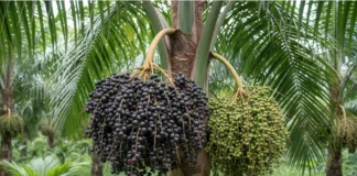Pesquisadores da Amazônia sequenciam pela primeira vez o genoma do açaí e explicam por que frutos roxos e brancos têm cores diferentes Pesquisadores da Amazônia sequenciam pela primeira vez o genoma do açaí e explicam por que frutos roxos e brancos têm cores diferentes