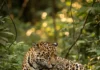 Fêmeas de onça-pintada no Iguaçu emitem miados para filhotes, enquanto população local cresce de 11 para 25 animais Fêmeas de onça-pintada no Iguaçu emitem miados para filhotes, enquanto população local cresce de 11 para 25 animais