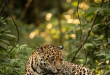 Fêmeas de onça-pintada no Iguaçu emitem miados para filhotes, enquanto população local cresce de 11 para 25 animais Fêmeas de onça-pintada no Iguaçu emitem miados para filhotes, enquanto população local cresce de 11 para 25 animais