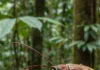 Equipe internacional descreve novo gênero e nove espécies de besouros na Amazônia peruana e leva lista de Cusco a 137 Equipe internacional descreve novo gênero e nove espécies de besouros na Amazônia peruana e leva lista de Cusco a 137