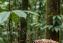 Equipe internacional descreve novo gênero e nove espécies de besouros na Amazônia peruana e leva lista de Cusco a 137 Equipe internacional descreve novo gênero e nove espécies de besouros na Amazônia peruana e leva lista de Cusco a 137
