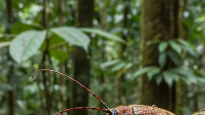 Equipe internacional descreve novo gênero e nove espécies de besouros na Amazônia peruana e leva lista de Cusco a 137
