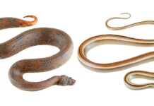 Formato das cobras ajuda a explicar por que algumas provocam medo, outras atração e outras repulsa Formato das cobras ajuda a explicar por que algumas provocam medo, outras atração e outras repulsa