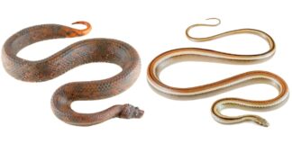 Formato das cobras ajuda a explicar por que algumas provocam medo, outras atração e outras repulsa Formato das cobras ajuda a explicar por que algumas provocam medo, outras atração e outras repulsa