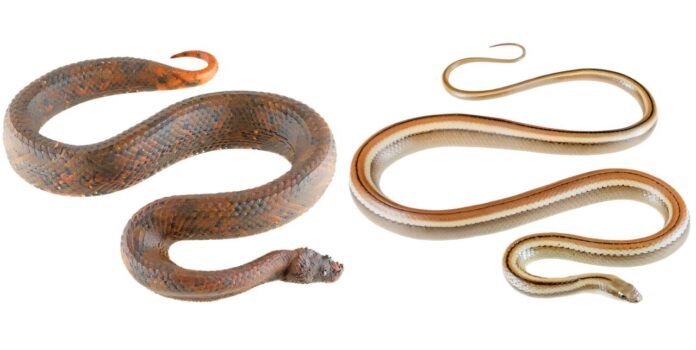 Formato das cobras ajuda a explicar por que algumas provocam medo, outras atração e outras repulsa Formato das cobras ajuda a explicar por que algumas provocam medo, outras atração e outras repulsa