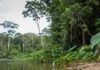 Projeto solta 228 mil filhotes de tartaruga-da-Amazônia em Rondônia após proteger fase mais vulnerável antes da chegada ao Rio Guaporé Projeto solta 228 mil filhotes de tartaruga-da-Amazônia em Rondônia após proteger fase mais vulnerável antes da chegada ao Rio Guaporé