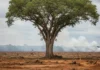 Estudo na Science mostra que evitar fogo e extração teria mitigado 68% das perdas de biodiversidade, enquanto restaurar sozinho compensaria 6% no Pará Estudo na Science mostra que evitar fogo e extração teria mitigado 68% das perdas de biodiversidade, enquanto restaurar sozinho compensaria 6% no Pará