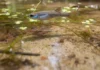 Peixe das nuvens alaranjado de menos de três centímetros é descrito no Amapá, vive em três localidades e enfrenta desmatamento e mineração Peixe das nuvens alaranjado de menos de três centímetros é descrito no Amapá, vive em três localidades e enfrenta desmatamento e mineração