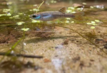 Peixe das nuvens alaranjado de menos de três centímetros é descrito no Amapá, vive em três localidades e enfrenta desmatamento e mineração Peixe das nuvens alaranjado de menos de três centímetros é descrito no Amapá, vive em três localidades e enfrenta desmatamento e mineração
