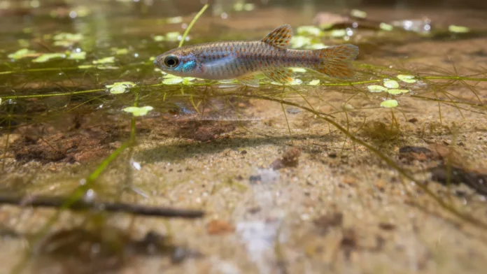 Peixe das nuvens alaranjado de menos de três centímetros é descrito no Amapá, vive em três localidades e enfrenta desmatamento e mineração
