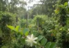 Em Rondônia, quatro plantas tratadas como mato chegam à mesa em patês, pizzas, bolos e sucos, mas uma delas exige identificação rigorosa Em Rondônia, quatro plantas tratadas como mato chegam à mesa em patês, pizzas, bolos e sucos, mas uma delas exige identificação rigorosa