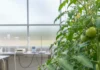 Tomateiros recebem até dez ferimentos, ativam enzimas antioxidantes e mudam a defesa quando o dano passa do nível moderado Tomateiros recebem até dez ferimentos, ativam enzimas antioxidantes e mudam a defesa quando o dano passa do nível moderado