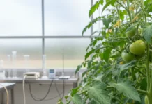 Tomateiros recebem até dez ferimentos, ativam enzimas antioxidantes e mudam a defesa quando o dano passa do nível moderado Tomateiros recebem até dez ferimentos, ativam enzimas antioxidantes e mudam a defesa quando o dano passa do nível moderado