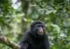 Macaco fotografado em 2008 reaparece no Congo e, 14 anos depois, análises confirmam nova espécie com boca alaranjada Macaco fotografado em 2008 reaparece no Congo e, 14 anos depois, análises confirmam nova espécie com boca alaranjada