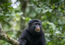Macaco fotografado em 2008 reaparece no Congo e, 14 anos depois, análises confirmam nova espécie com boca alaranjada Macaco fotografado em 2008 reaparece no Congo e, 14 anos depois, análises confirmam nova espécie com boca alaranjada