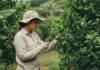 Pesquisadora da Ufam sequencia pela primeira vez genoma de bactéria dos citros no Amazonas e identifica subespécie pauca em conferência na Itália Pesquisadora da Ufam sequencia pela primeira vez genoma de bactéria dos citros no Amazonas e identifica subespécie pauca em conferência na Itália