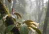 Duas espécies de plantas são descobertas em floresta protegida no Peru e elevam para 36 o registro de Columnea no país Duas espécies de plantas são descobertas em floresta protegida no Peru e elevam para 36 o registro de Columnea no país