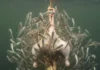 Candiru-açu, não piranha, reúne dezenas de peixes, corta a corda e devora frango inteiro em menos de dois minutos no rio de Rondônia Candiru-açu, não piranha, reúne dezenas de peixes, corta a corda e devora frango inteiro em menos de dois minutos no rio de Rondônia
