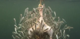 Candiru-açu, não piranha, reúne dezenas de peixes, corta a corda e devora frango inteiro em menos de dois minutos no rio de Rondônia Candiru-açu, não piranha, reúne dezenas de peixes, corta a corda e devora frango inteiro em menos de dois minutos no rio de Rondônia