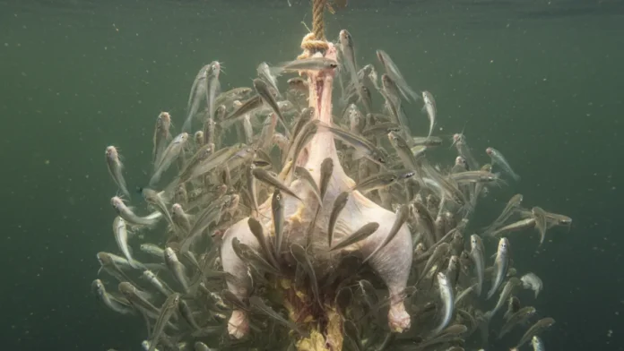 Candiru-açu, não piranha, reúne dezenas de peixes, corta a corda e devora frango inteiro em menos de dois minutos no rio de Rondônia