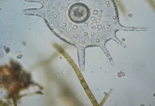 Criança de nove anos morre em Rondônia e análise confirma Naegleria fowleri em caso raro que chega ao cérebro pelo nariz Criança de nove anos morre em Rondônia e análise confirma Naegleria fowleri em caso raro que chega ao cérebro pelo nariz
