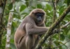 Pescador confunde macaco-velho com preguiça em Rondônia e registra a camuflagem que o faz passar despercebido nas copas Pescador confunde macaco-velho com preguiça em Rondônia e registra a camuflagem que o faz passar despercebido nas copas