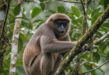 Pescador confunde macaco-velho com preguiça em Rondônia e registra a camuflagem que o faz passar despercebido nas copas Pescador confunde macaco-velho com preguiça em Rondônia e registra a camuflagem que o faz passar despercebido nas copas