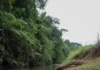 Pesquisa reúne 4.072 peixes de 127 espécies em 35 riachos do Acre e associa menor mata ciliar à perda de diversidade Pesquisa reúne 4.072 peixes de 127 espécies em 35 riachos do Acre e associa menor mata ciliar à perda de diversidade