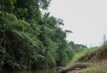 Pesquisa reúne 4.072 peixes de 127 espécies em 35 riachos do Acre e associa menor mata ciliar à perda de diversidade Pesquisa reúne 4.072 peixes de 127 espécies em 35 riachos do Acre e associa menor mata ciliar à perda de diversidade