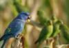 Periquito-de-encontro-amarelo aparece azul durante alimentação em plantação de milho e registra raro caso de cianismo no Tocantins Periquito-de-encontro-amarelo aparece azul durante alimentação em plantação de milho e registra raro caso de cianismo no Tocantins