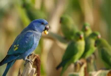 Periquito-de-encontro-amarelo aparece azul durante alimentação em plantação de milho e registra raro caso de cianismo no Tocantins Periquito-de-encontro-amarelo aparece azul durante alimentação em plantação de milho e registra raro caso de cianismo no Tocantins