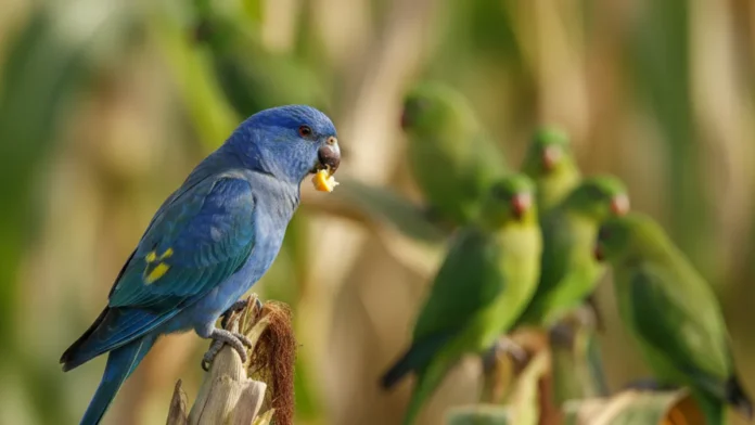 Periquito-de-encontro-amarelo aparece azul durante alimentação em plantação de milho e registra raro caso de cianismo no Tocantins