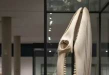 Crânio de cachalote, maior baleia com dentes, encontrado no Bailique após resgate de cinco horas vai integrar coleção científica em Macapá Crânio de cachalote, maior baleia com dentes, encontrado no Bailique após resgate de cinco horas vai integrar coleção científica em Macapá