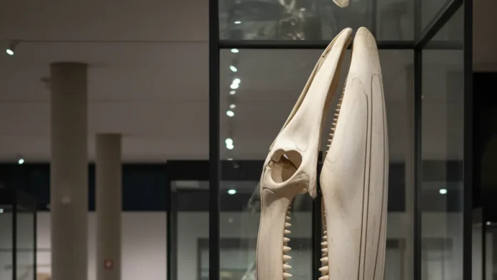 Crânio de cachalote, maior baleia com dentes, encontrado no Bailique após resgate de cinco horas vai integrar coleção científica em Macapá Crânio de cachalote, maior baleia com dentes, encontrado no Bailique após resgate de cinco horas vai integrar coleção científica em Macapá