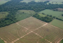 Fiscalização encontra valetas e muretas de geoglifos niveladas por plantio de soja no Acre e acordos protegem dois sítios e cadastram 400 Fiscalização encontra valetas e muretas de geoglifos niveladas por plantio de soja no Acre e acordos protegem dois sítios e cadastram 400