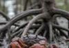 Pesquisadores encontram mercúrio e chumbo em caranguejos do Paraná, mas crustáceos mantêm atividades normais e estudo investiga o consumo Pesquisadores encontram mercúrio e chumbo em caranguejos do Paraná, mas crustáceos mantêm atividades normais e estudo investiga o consumo