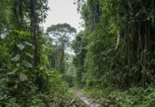 Pescador encontra sucuri de três metros sem cabeça e cauda e vê rastros de onça a cinco metros em Roraima Pescador encontra sucuri de três metros sem cabeça e cauda e vê rastros de onça a cinco metros em Roraima
