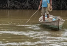 Moradores mapeiam 73 espécies e 65 lugares em Jubim, no Pará, e registram como rio, mar e manguezais sustentam a vida comunitária Moradores mapeiam 73 espécies e 65 lugares em Jubim, no Pará, e registram como rio, mar e manguezais sustentam a vida comunitária