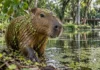 Capivaras saíram de um lago da UFPA com uma planta invasora grudada no pelo e, seis meses depois, ela já aparecia em seis pontos de Belém