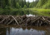 Dois castores soltos constroem uma barragem de 35 metros em um ano e transformam a floresta em um pântano, na Alemanha