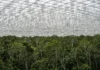 Cientistas instalaram quase 6 mil painéis para impedir que metade da chuva chegasse a um trecho da Amazônia; mais de 20 anos depois, árvores grandes morreram e a biomassa caiu cerca de um terço