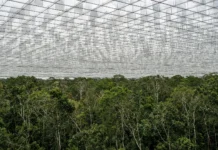 Cientistas instalaram quase 6 mil painéis para impedir que metade da chuva chegasse a um trecho da Amazônia; mais de 20 anos depois, árvores grandes morreram e a biomassa caiu cerca de um terço