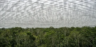 Cientistas instalaram quase 6 mil painéis para impedir que metade da chuva chegasse a um trecho da Amazônia; mais de 20 anos depois, árvores grandes morreram e a biomassa caiu cerca de um terço