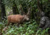 Cervo chega a poucos metros de homem escondido na floresta e demora a perceber que havia alguém bem diante dele