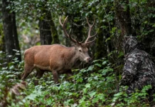 Cervo chega a poucos metros de homem escondido na floresta e demora a perceber que havia alguém bem diante dele