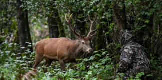 Cervo chega a poucos metros de homem escondido na floresta e demora a perceber que havia alguém bem diante dele