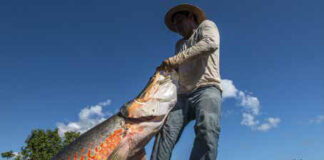 Ciência leva sete anos para virar política ambiental, e há atalhos Manejador ergue um pirarucu no manejo comunitário da Reserva Mamirauá, no Amazonas